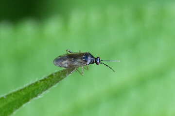 Closeup on a small European plant bug Dicyphus globulifer on a green leaf of the Red Campion flower