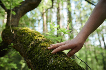 Medium closeup of hand of unrecognizable man touching green moss growing on tree in forest, copy...