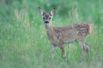 fawn roe deer