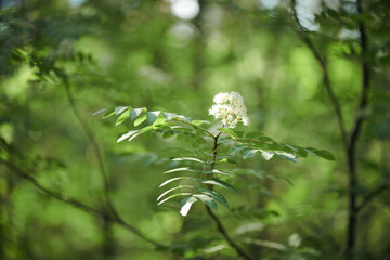 No people closeup of rowan tree branch with white flowers, copy space