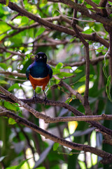 Superb Starling (Lamprotornis superbus) - Commonly Found in East Africa