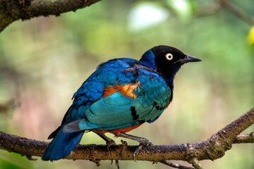Superb Starling (Lamprotornis superbus) - Commonly Found in East Africa