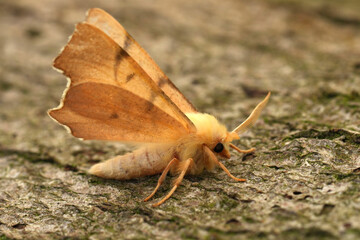 Closeup on a European September Thorn geometer moth, Ennomos erosaria, with open wings on wood