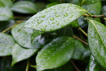 Raindrops on the leaves of a camellia.