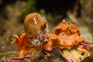 Dirty Cowry, Cyprea spurca, Erosaria spurca, Mediterranean sea, Sardinia, Italy