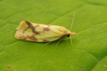 Closeup on the colorful yellow European Hook-marked, small, straw micro tortricid moth, Agapeta hamana
