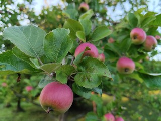red apples on a tree