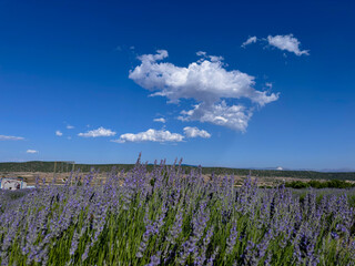 Obraz premium lavender field and sky