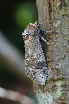 Closeup on the large European Goat moth, Cossus cossus apecies pest of broad-leafed trees