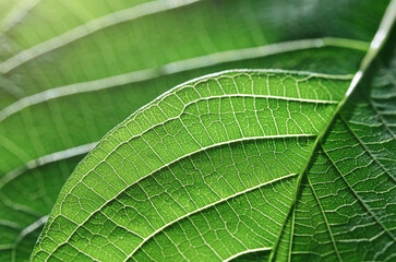 green leaf texture