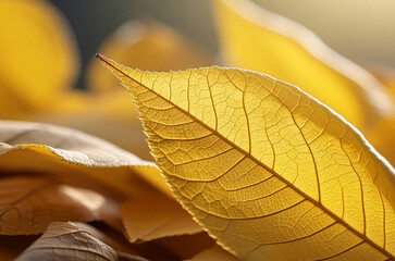 autumn leaf on the ground