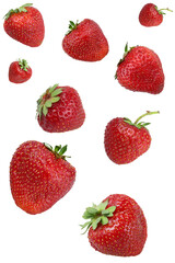 Fresh ripe strawberries collected in the garden, floating in the air