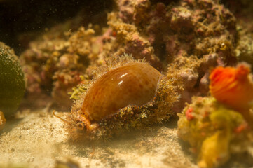 Dirty Cowry, Cyprea spurca, Erosaria spurca, Mediterranean sea, Sardinia, Italy