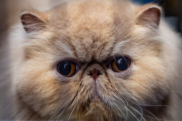 persian cat portrait