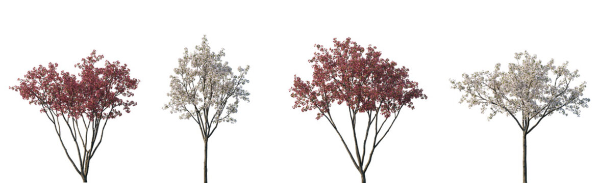 Set of Malus (Crabapples Flowering white Crab apple) big bush flowering pink fnd white frontal isolated png on a transparent background perfectly cutout