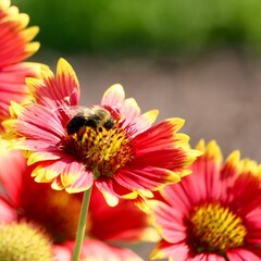 bee on a flower