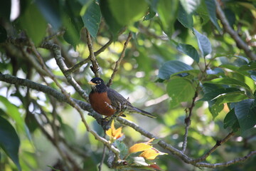 bird on a branch