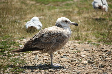 seagull on the sand
