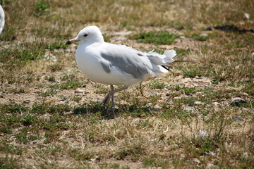 seagull