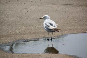 seagull on the beach