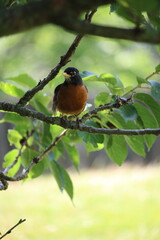 robin on a branch