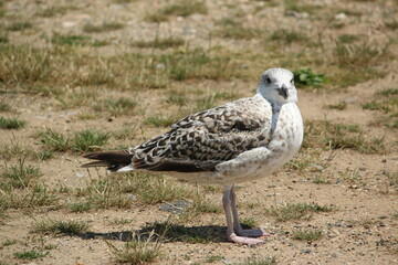 seagull