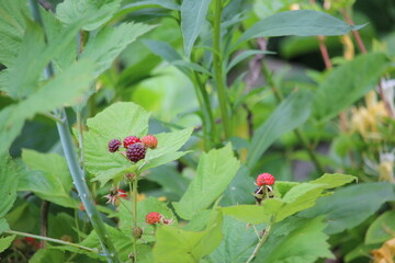 wild berries