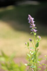 bee on a flower