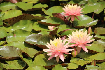 pink water lily