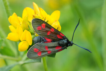Colorful closeup on a Six-Spot Burnet diurnal moth, Zygaena filipendulae, on a yellow trefoil flower © Henk
