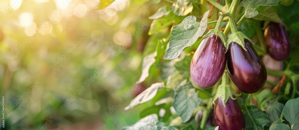 Poster Fresh eggplant growing on a tree branch in a rural garden, creating a beautiful copy space image.