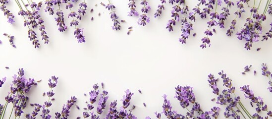 Top view of fresh lavender on a white backdrop, with copy space image.