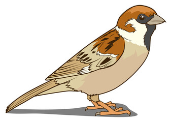 Sparrow  learn birds educational game PNG illustration