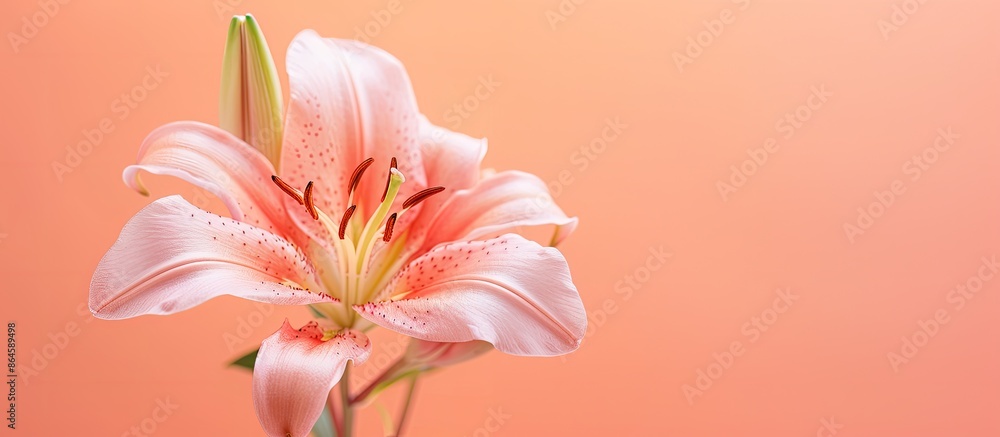 Poster a minimalistic royal lily flower set against a soft coral background, creating a tranquil scene with