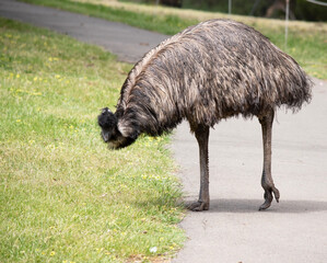 Emus are covered in primitive feathers that are dusky brown to grey-brown with black tips. The Emu's neck is bluish black and mostly free of feathers.