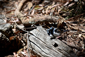 Male fairy wrens have rich blue and black plumage above and on the throat. The belly is grey-white and the bill is black.