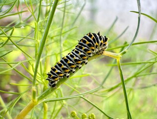 Caterpillar on branch, wild animal 
