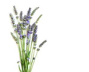Fototapeta premium lavender flowers isolated on white background