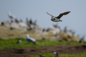 Wild Atlantic Puffin in flight with mouth full of sand eels on the Farne Islands off the coast of the UK