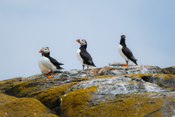 Wild Atlantic Puffins on the Farne Islands off the coast of the UK