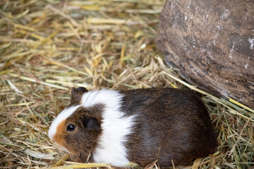 Guinea pigs are small stout-bodied short-eared nearly tailless domesticated rodent.They are often kept as a pet