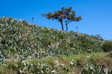 Historical town of Afytos, Kassandra, Chalkidiki, Greece