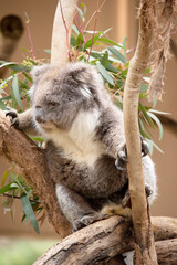 the Koala has a large round head, big furry ears and big black nose. Their fur is usually grey-brown in color with white fur on the chest, inner arms, ears and bottom.