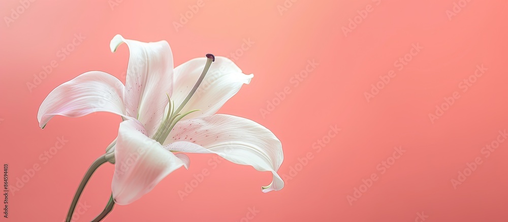 Poster a minimalistic royal lily flower set against a soft coral background, creating a tranquil scene with