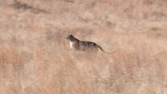Cheetah Sprinting Towards Prey in Dense Dry Grass