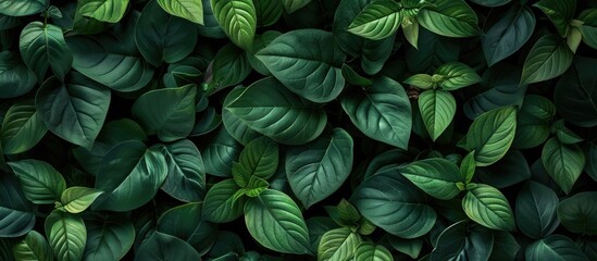 Close-up nature background with dense green leaves filling the copy space image.