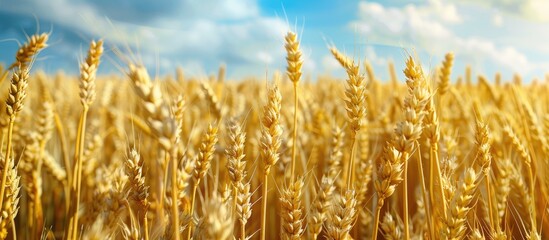 Fototapeta premium A picturesque landscape featuring a vast field of ripe wheat with ample copy space image.