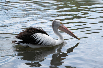 Australian pelicans are one of the largest flying birds. They have a white body and head and black wings. They have a large pink bill.