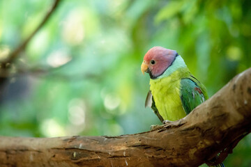 The plum-headed parakeet is a mainly green parrot. The male has a red head