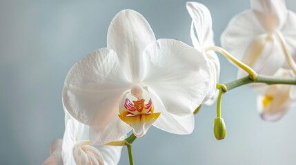 Obraz premium A close-up of a white orchid with a yellow and pink center
